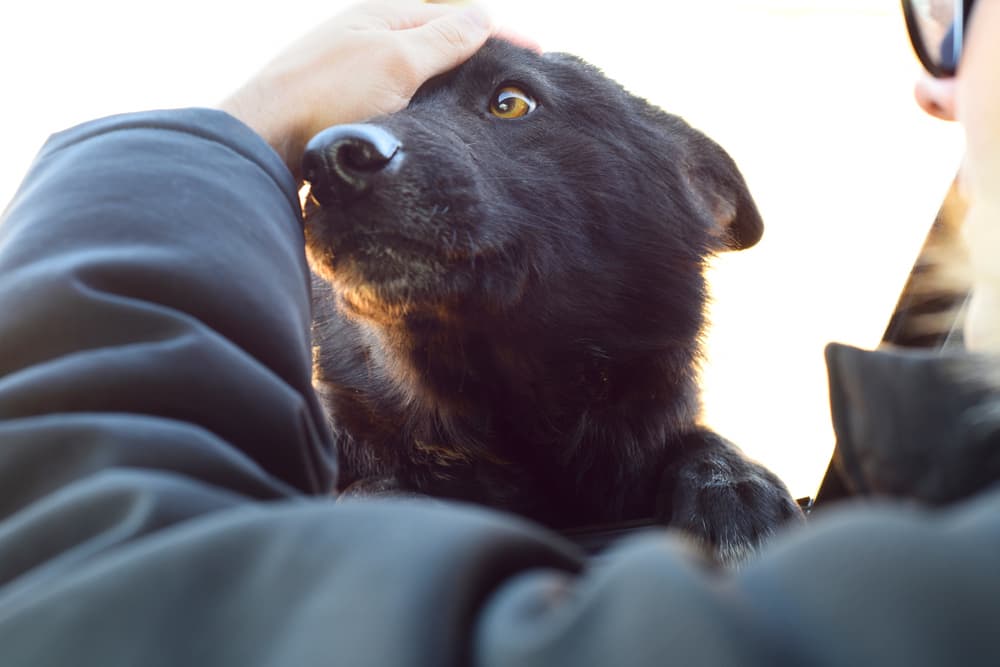 Man petting old dog