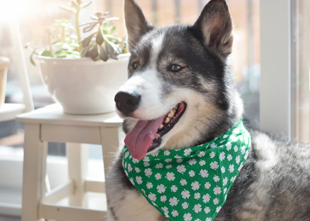 Husky wearing shamrock bandana