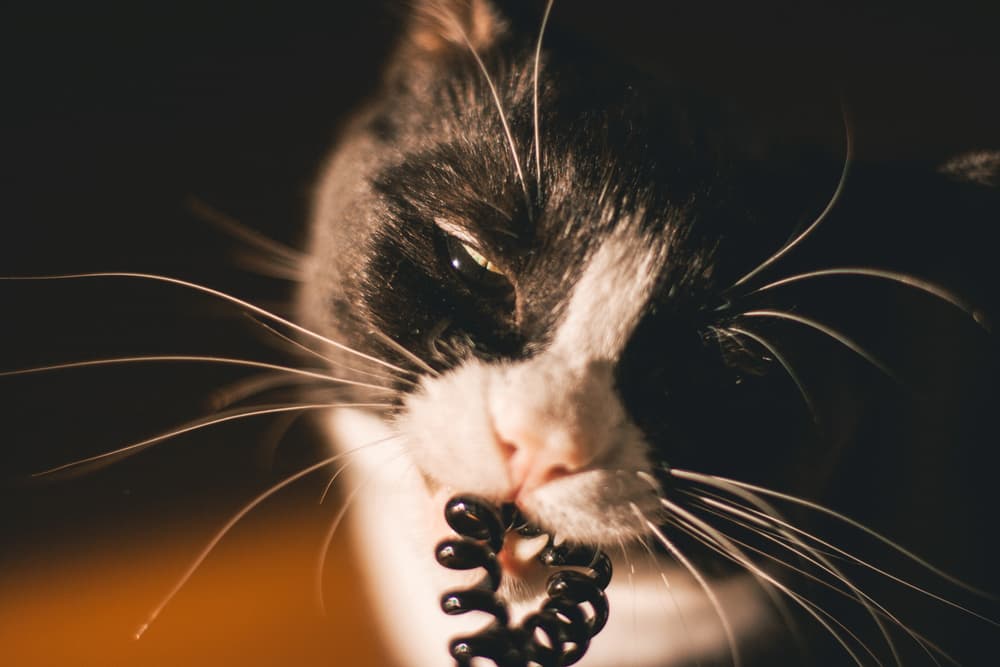Cat chewing on plastic cord