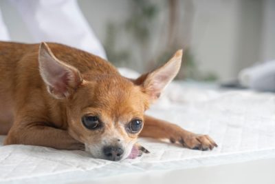 14 Signs of Kidney Failure in Dogs