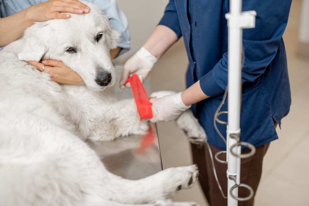 Dog getting treated at vet hospital