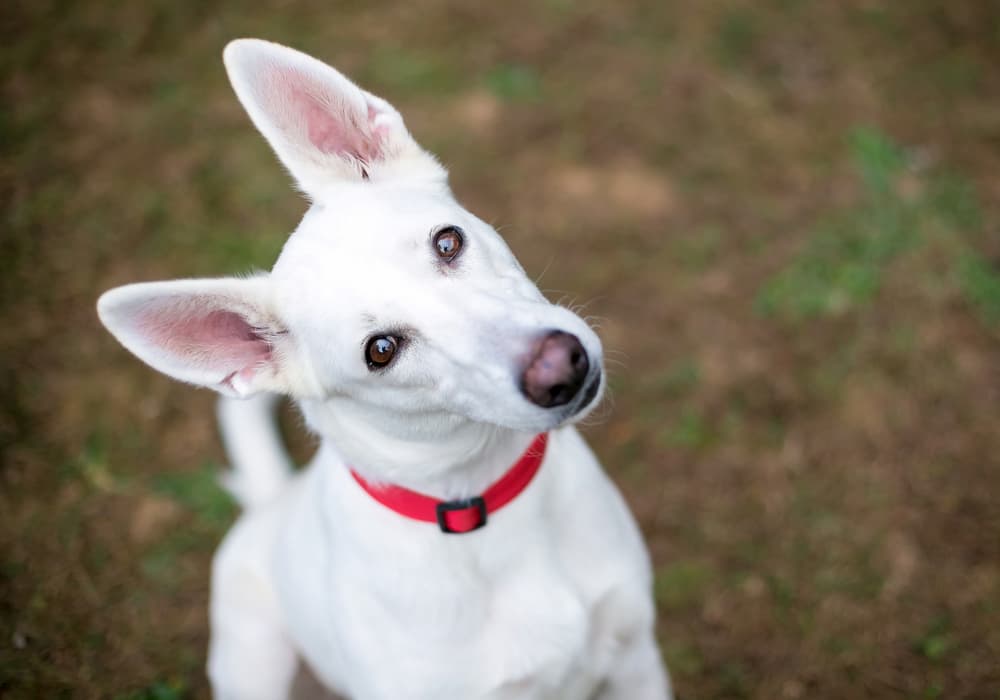 White dog tilting head and looking up