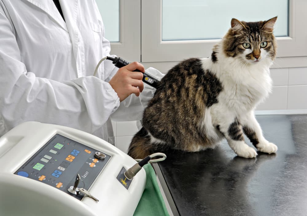 A cat receives laser therapy