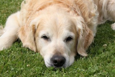 Liver Cancer in Dogs