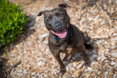 Is Mulch Bad for Dogs?