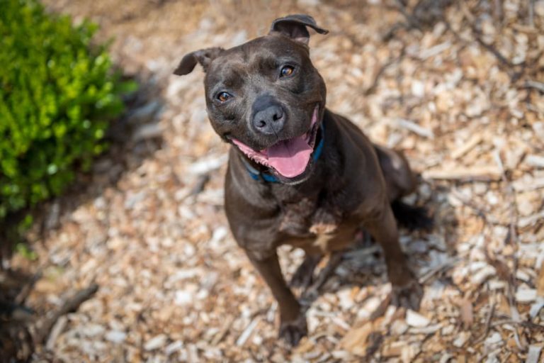American Staffordshire Terrier dog sitting