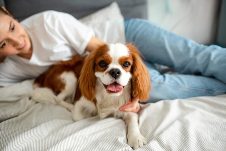 Cavalier King Charles Spaniels lying in bed with pet parent