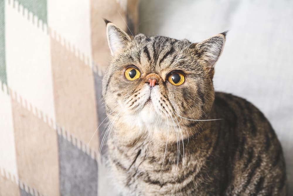Exotic Shorthair cat