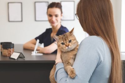 Cat Arthritis Treatment Plan: Steps and What to Expect