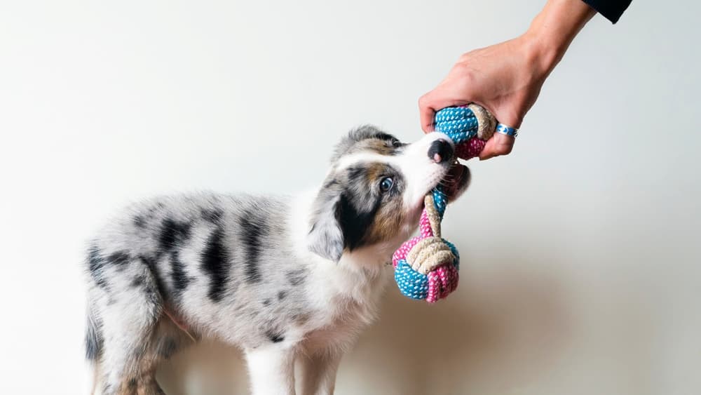 Border Collie playing with chew toy