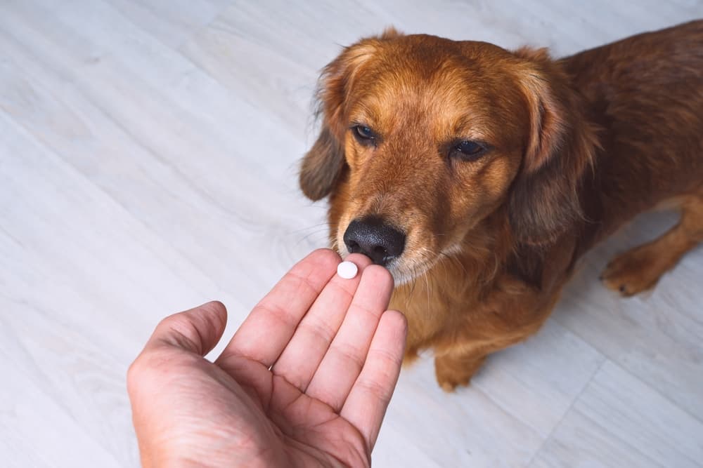 Giving dog chemotherapy medicine