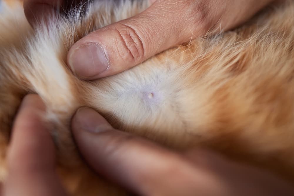Nipple on male cat