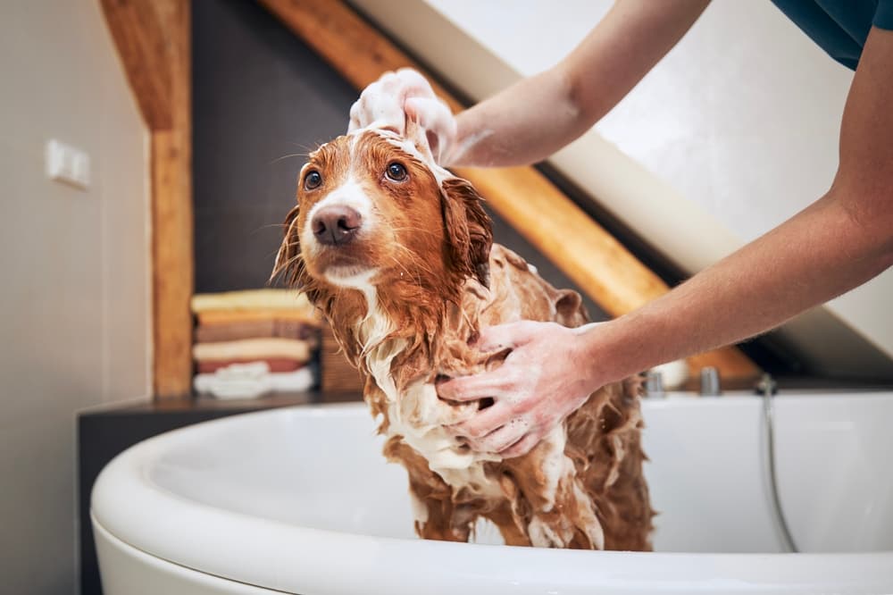 Person bathing dog at home