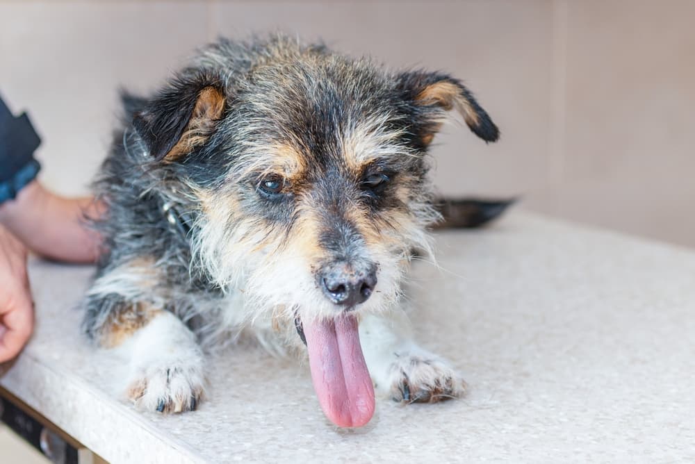 Terrier dog at vet