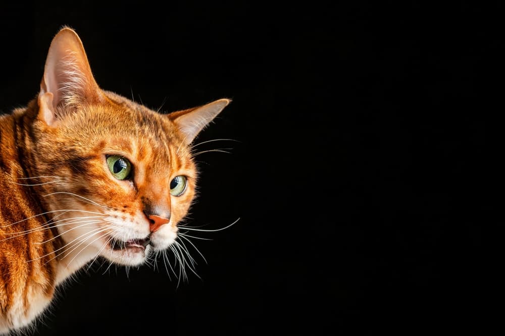 Bengal cat with the flehmen response