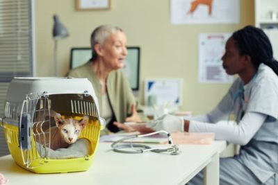 Cat Skin Cancer: Types, Signs, and Treatment