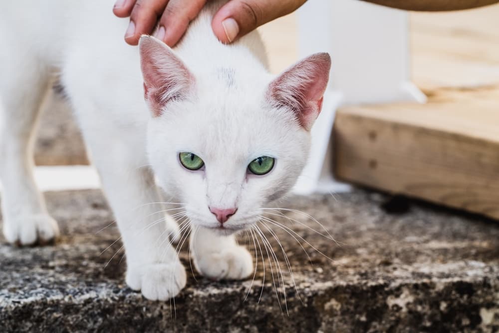 White can being pet