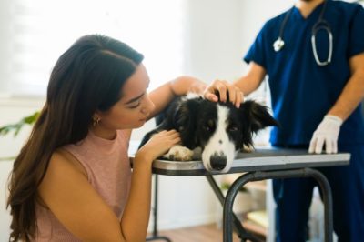 Dog Euthanasia: End of Life Options and Preparation Guide
