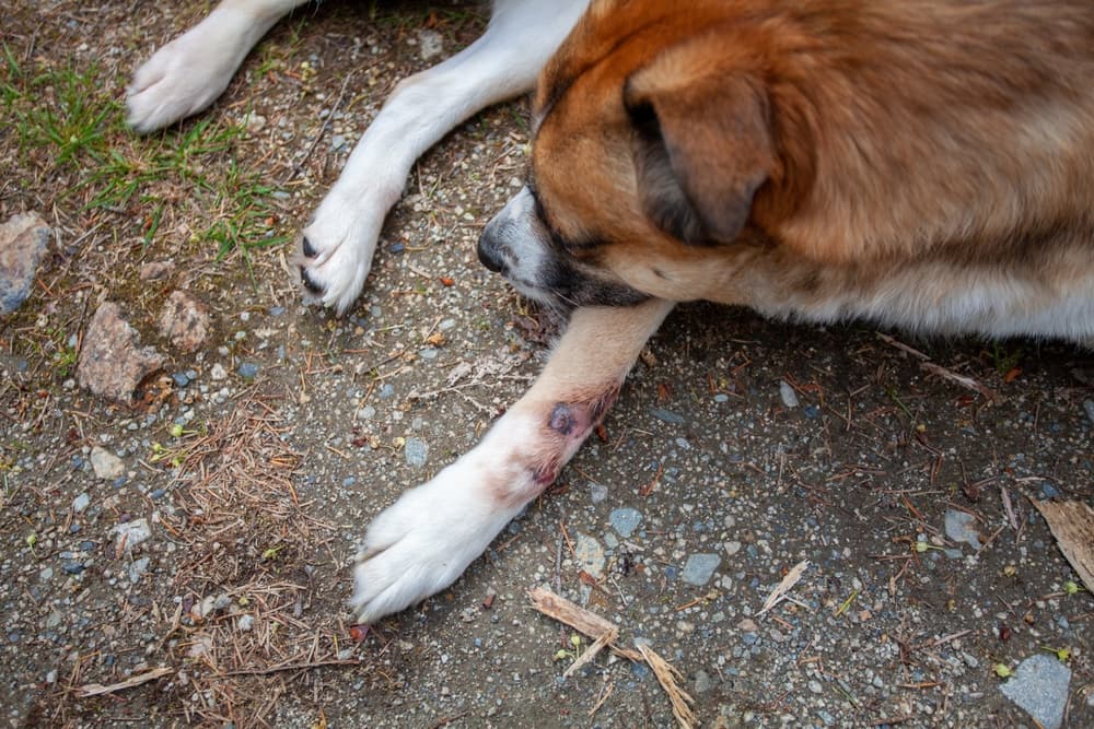 Hot spot on dog's leg