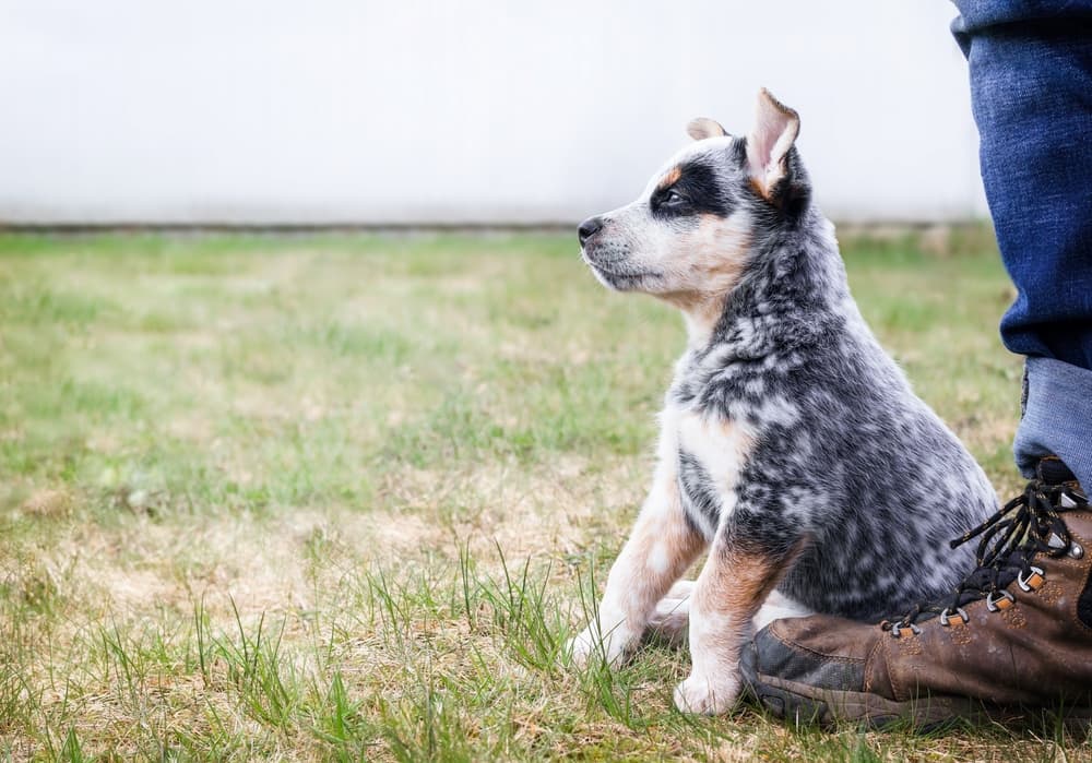 Shy puppy sitting close to owner in backyard