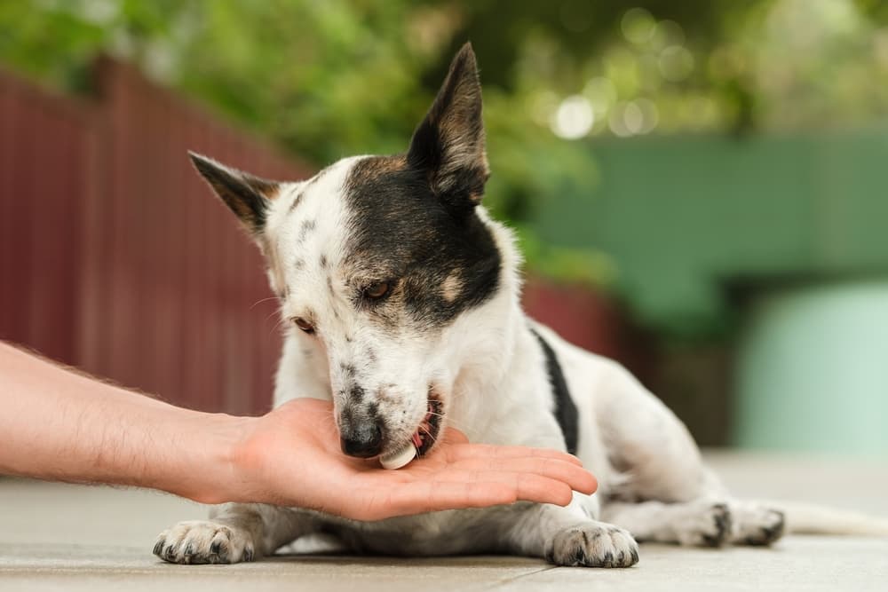 Woman giving dog a pill