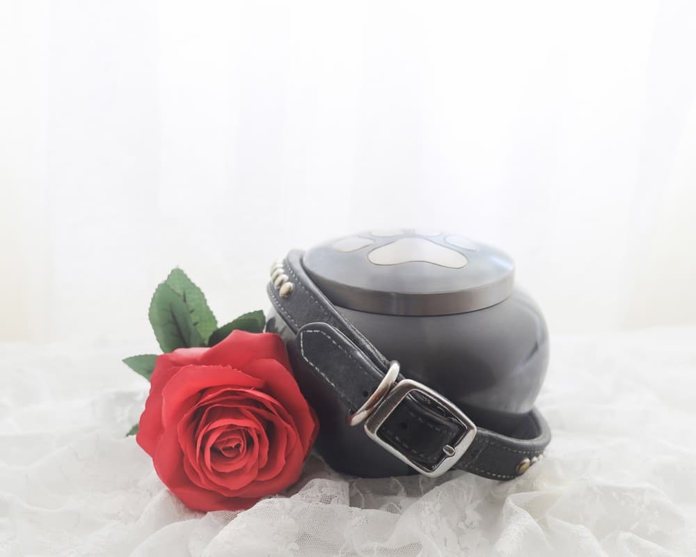 Dog urn with rose