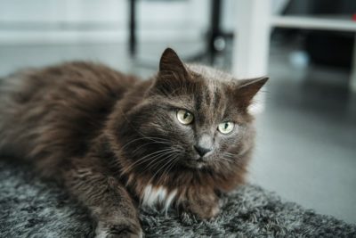 Do Male Cats Have Nipples?