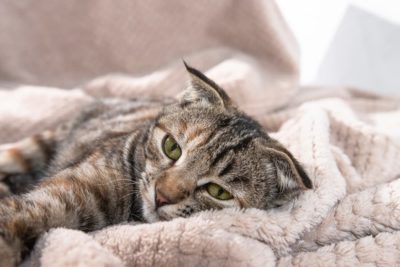 Signs of Cancer in Cats: Symptoms to Watch For Signs of Cancer in Cats: Symptoms to Watch For