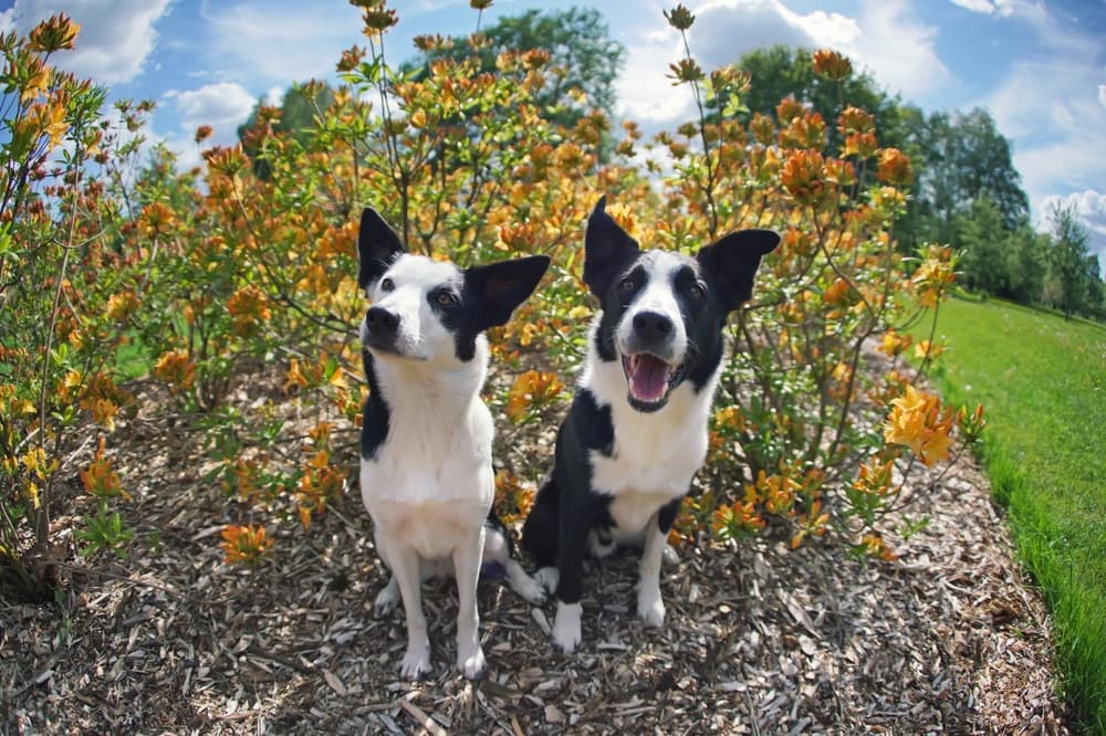 Border Collies sitting on mulch
