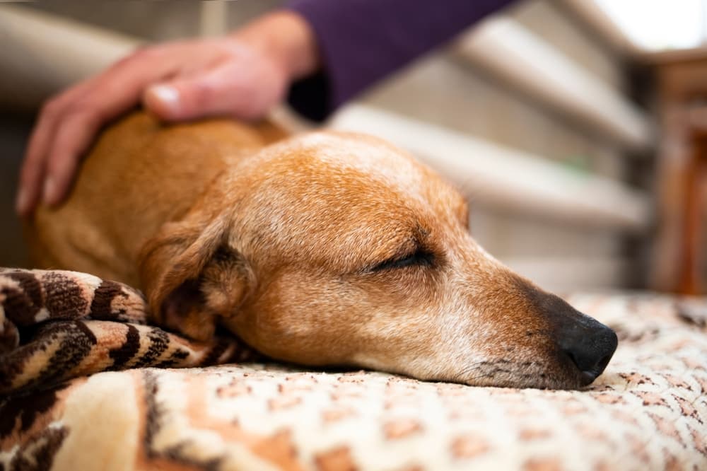 Sick Dachshund being comforted