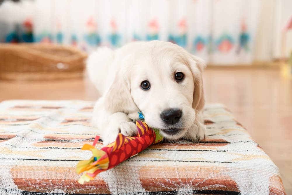 Puppy chewing on toy