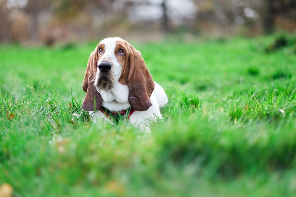 Basset Hound