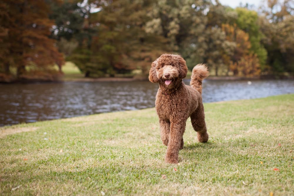 Labradoodle running in yard