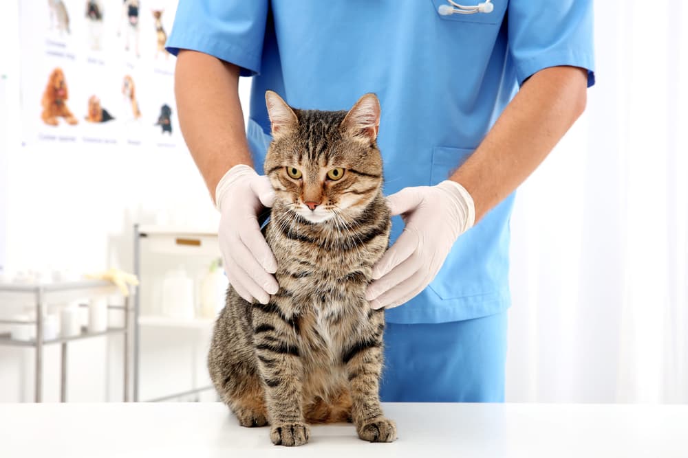 veterinarian examining cat