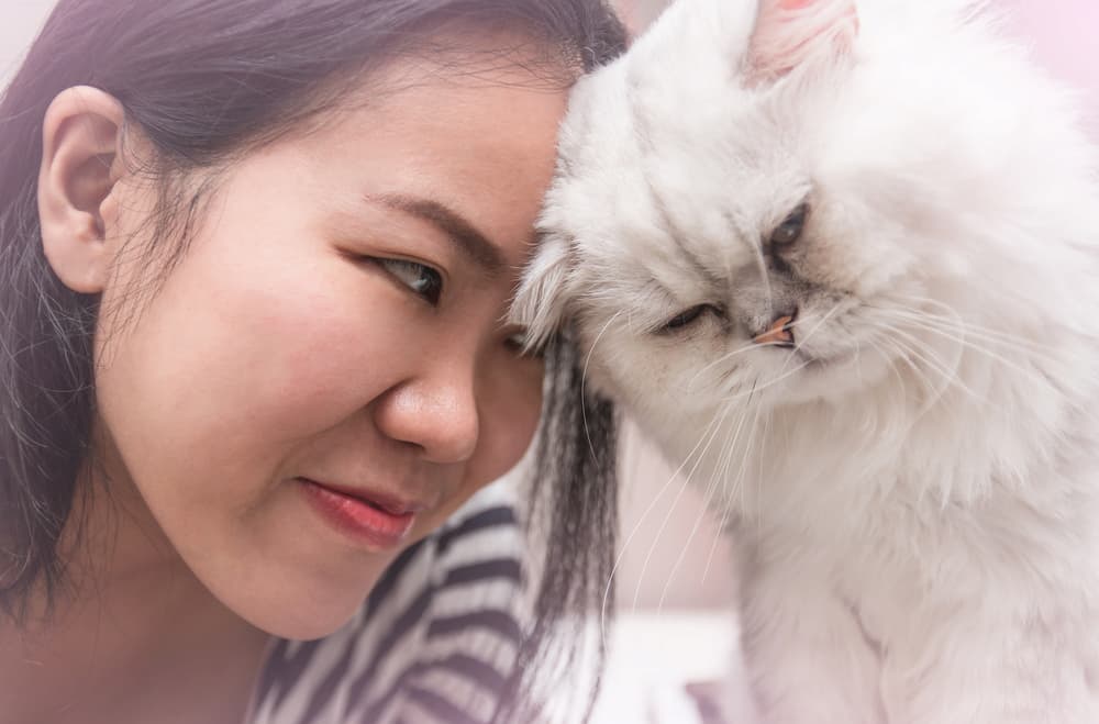Woman with Persian cat