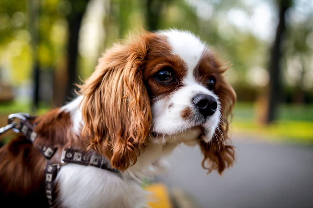 Cavalier King Charles Spaniel