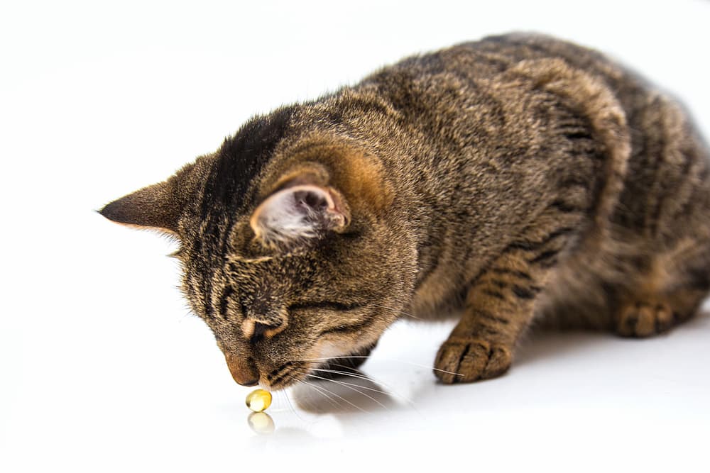 A cat sniffs a fish oil supplement capsule