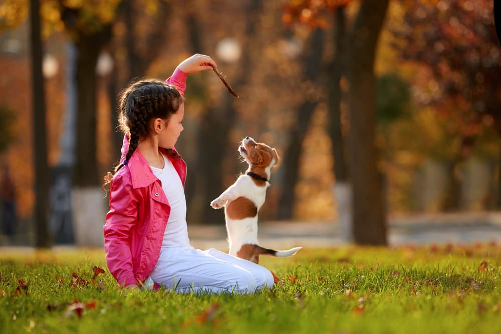 Little girl plays with Jack Russell puppy