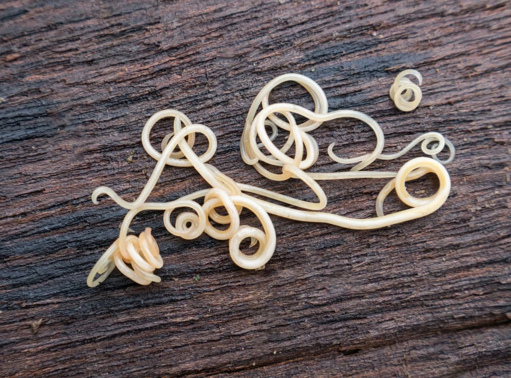 Dog roundworms