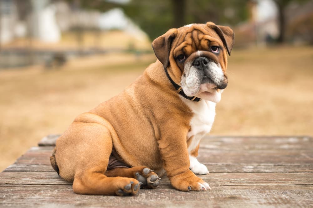 English Bulldog