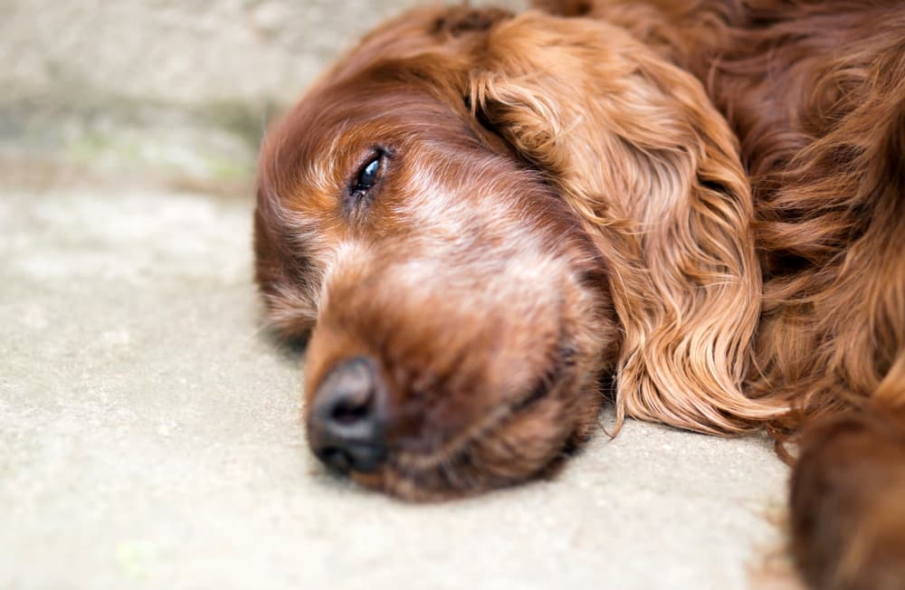 Old dog lying down