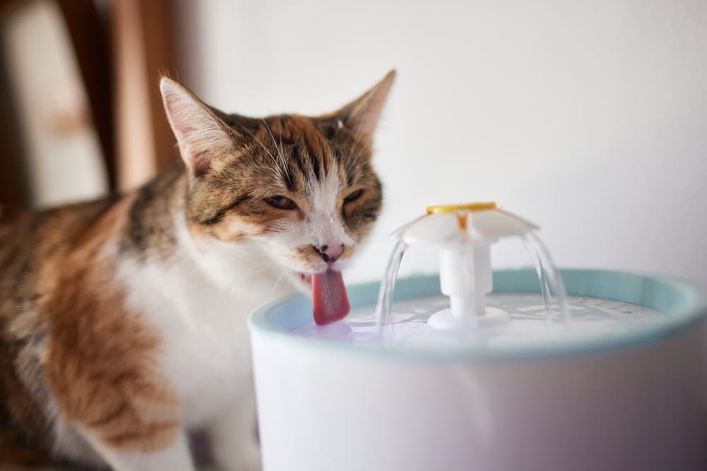 Cat drinking a lot of water from fountain