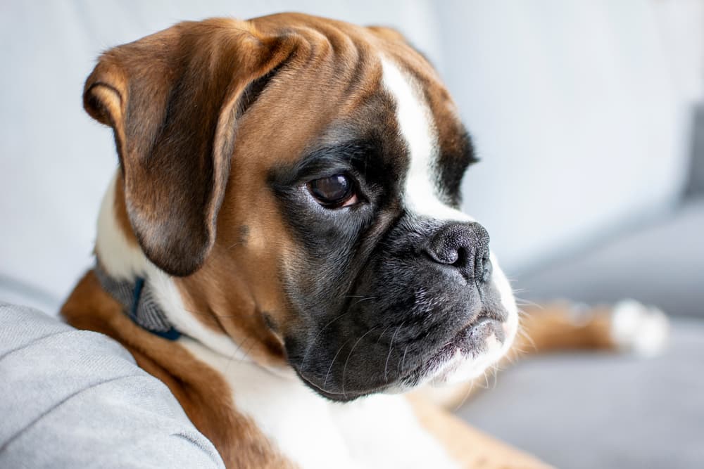 Very sweet boxer puppy sitting on a couch