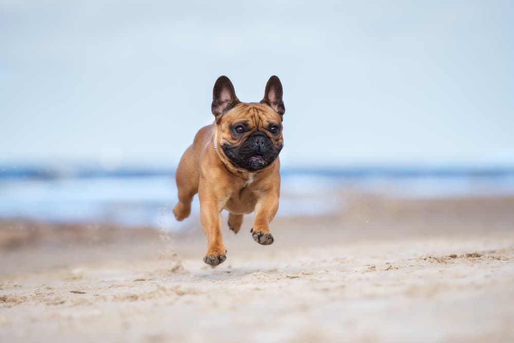 French bulldog puppy running on the beach