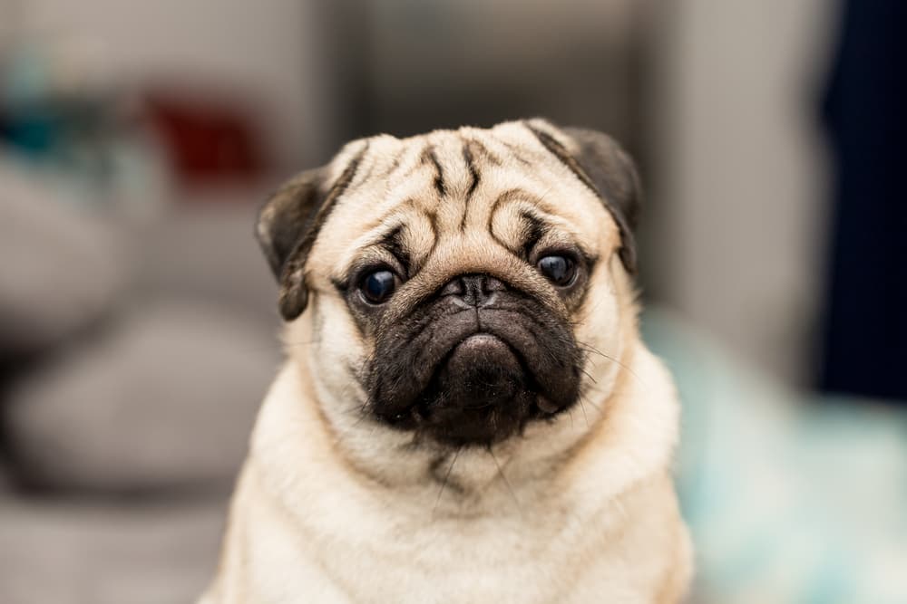 Flat faced dog Pug sitting at home