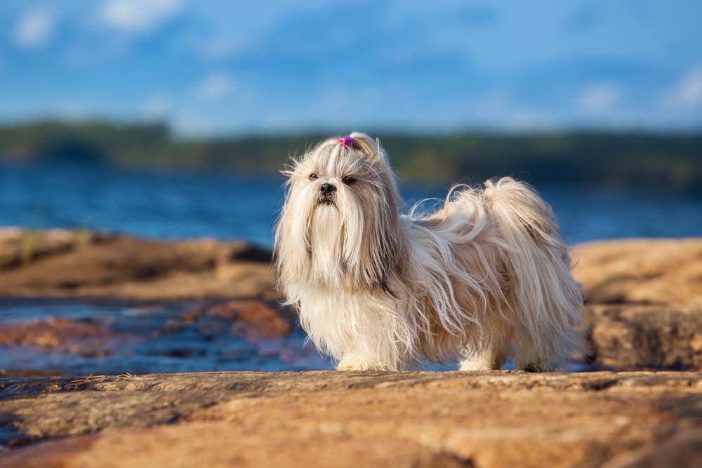 Shih Tzu dog ont eh beach