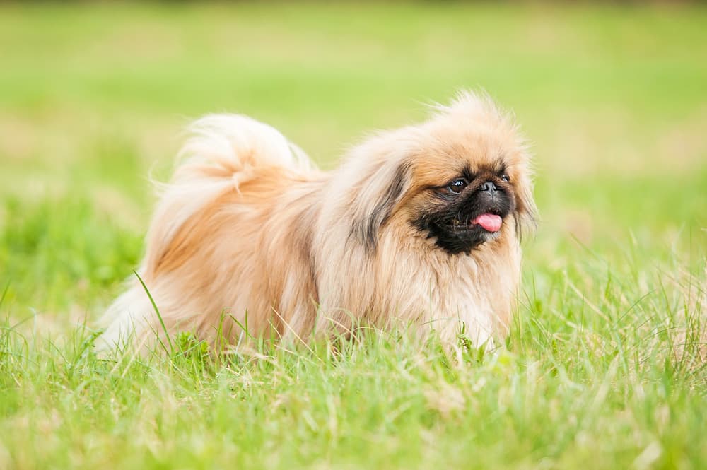 Flat faced dog breed walking through a meadow