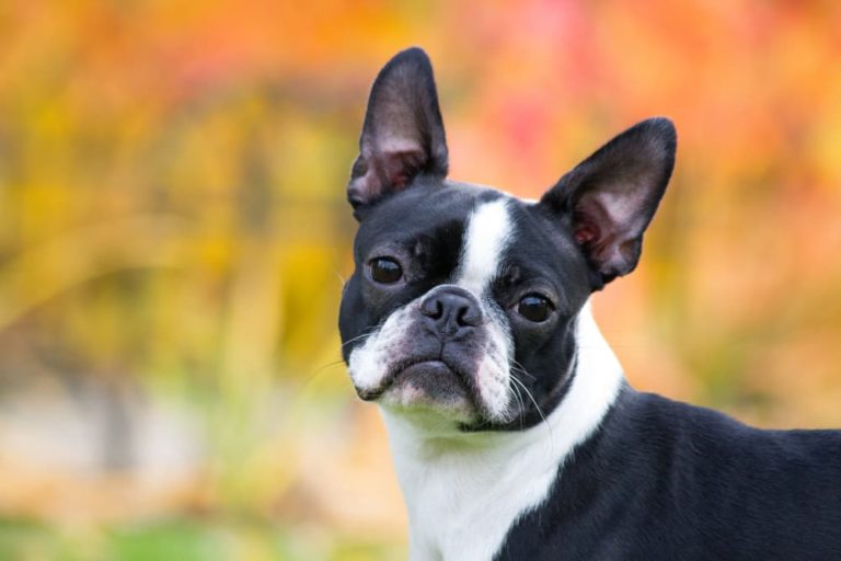 French Bulldog looking to camera
