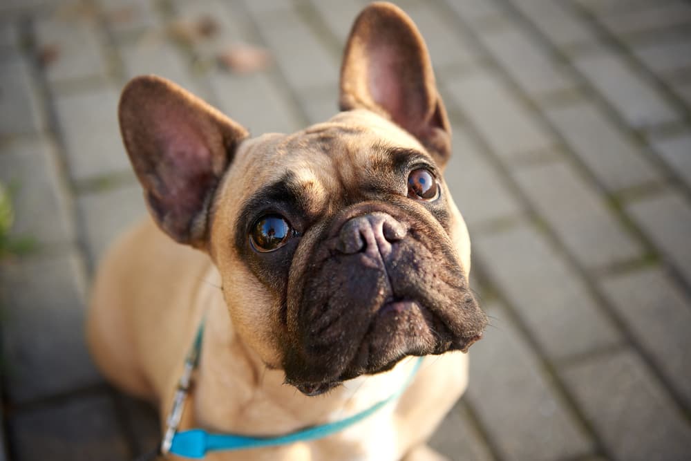 French Bulldog looking up at the camera