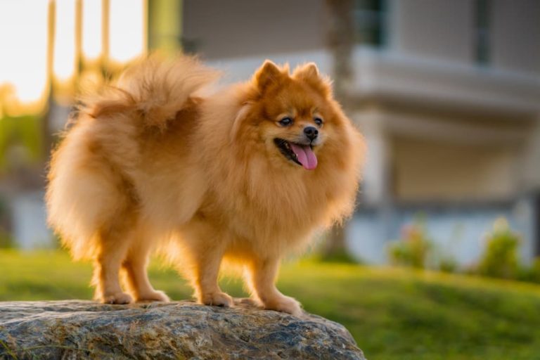 Swishing pomeranian tail in the sunshine
